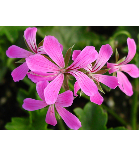 Алпийско сакъзче - Balcon Lilac