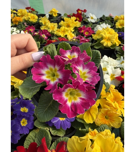 Едроцветна иглика - XL Mid Early Mix