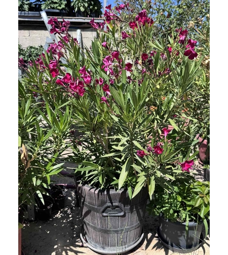 Олеандър/Зокум/Лян - (Nerium oleander)