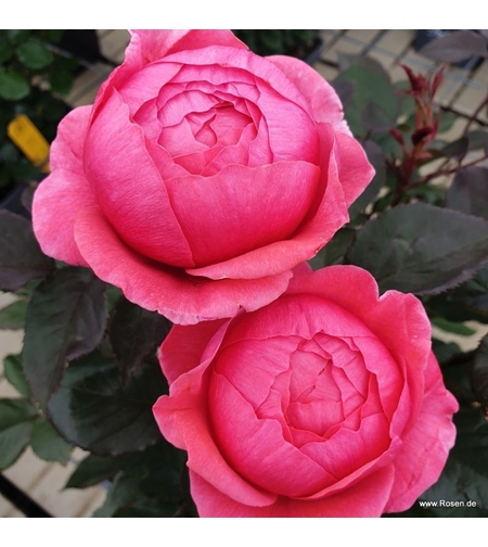 Gartenprinzessin Marie-José® - предварителна поръчка