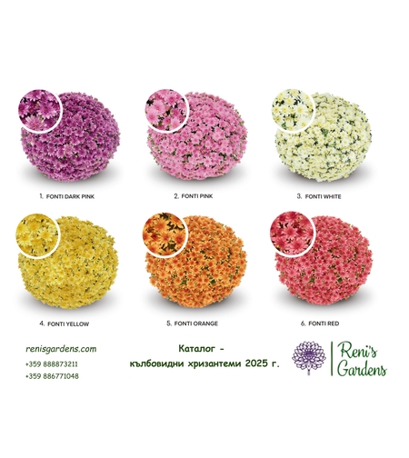 Разсад кълбовидни хризантеми - патронче