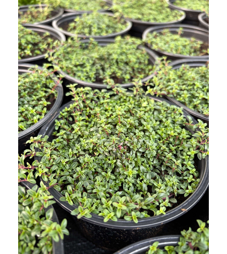 Пълзяща мащерка