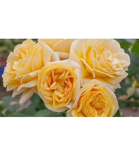 MICHELANGELO ® Meitelov