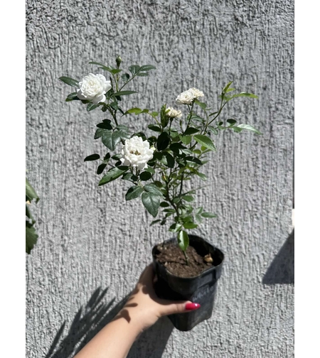 Бордюрна роза