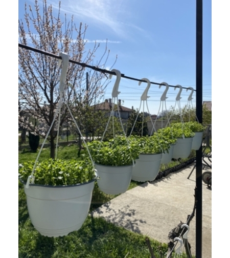 Кампанула кошница – Ф 15