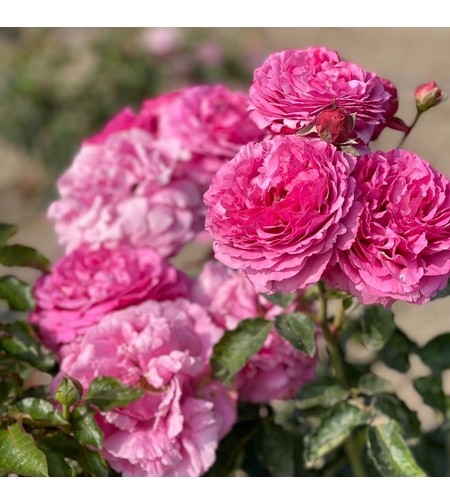 YVES PIAGET®; Gpt Keitsupiatsu