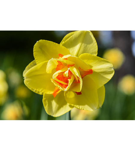 Нарцис Tahiti в саксия