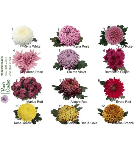 Едроцветни хризантеми