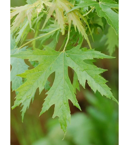 Канадски клен (Acer saccharinum)