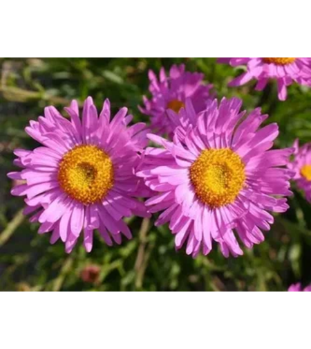 Алпийска астра /Aster alpinus/ - Happy end pink