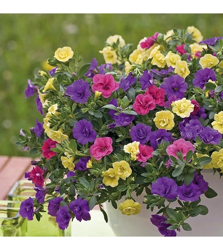 Калибрахое - тройка (Hot Petticoat)