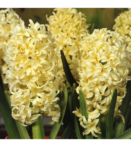 Зюмбюл City of Haarlem в саксия - троен