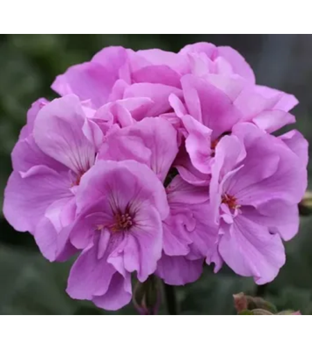 Мушкато - Мoonlight Violino '25