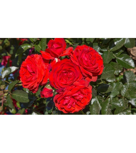 Scarlet BONICA® Meiscarlebo