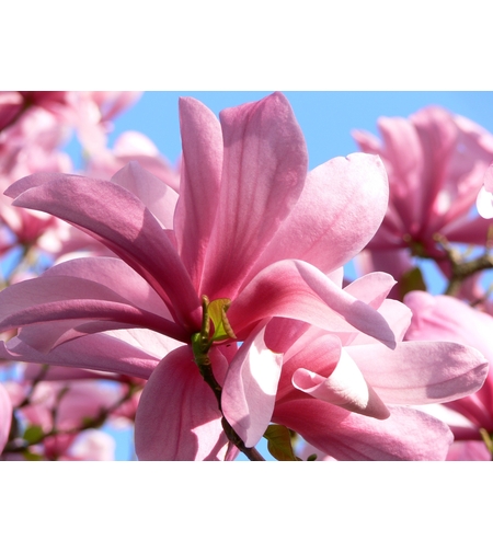 Магнолия „Galaxy“ (Magnolia × soulangeana ‘Galaxy’)