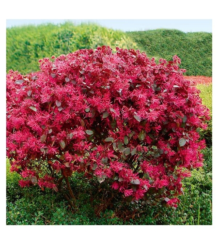 Лоропелатум 