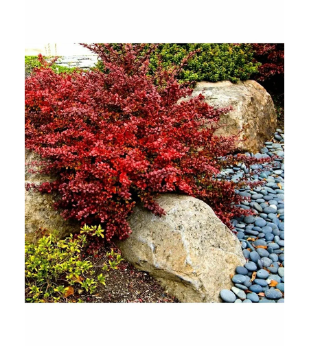 Берберис (Berberis thunbergii 'Atropurpurea')