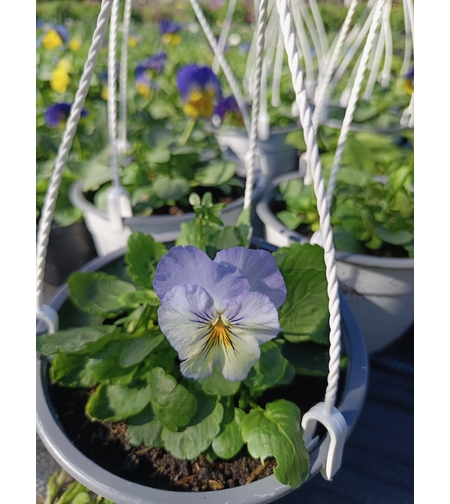 Каскадни теменужки - кошнички