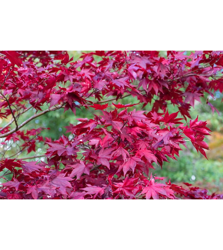 Японски клен ‘Atropurpureum’ (Acer palmatum Atropurpureum)