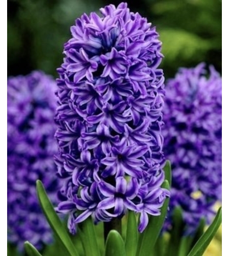 Зюмбюл Antlantic