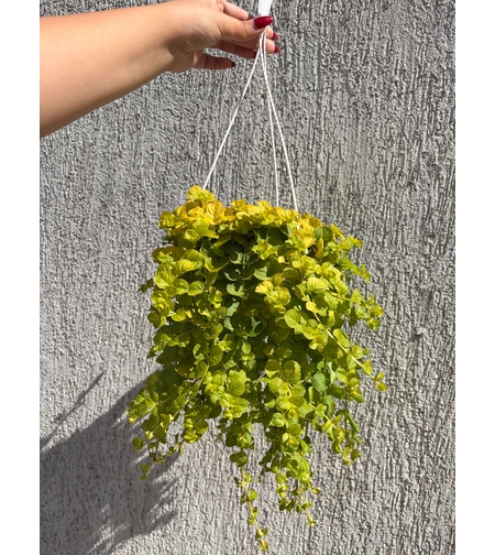 Lysimachia nummularia ‘Goldilocks’ (Лизимахия) в кошници