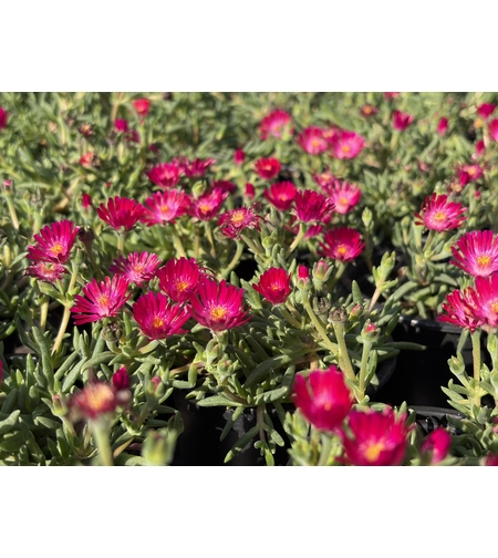 Delosperma cultivars sel® ‘LIDO MAGENTA’