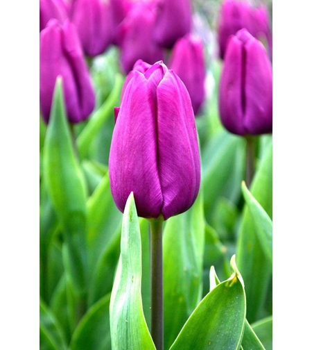 Лале Purple Prince в саксия - единично