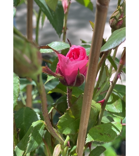 Катерливи рози