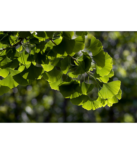 Гинко билоба (Ginkgo biloba)