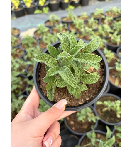 Салвия / Salvia forte imp.
