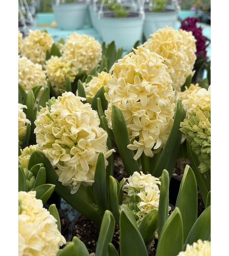 Зюмбюл City of Haarlem в саксия - единичен