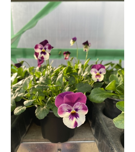 Каскадни теменужки