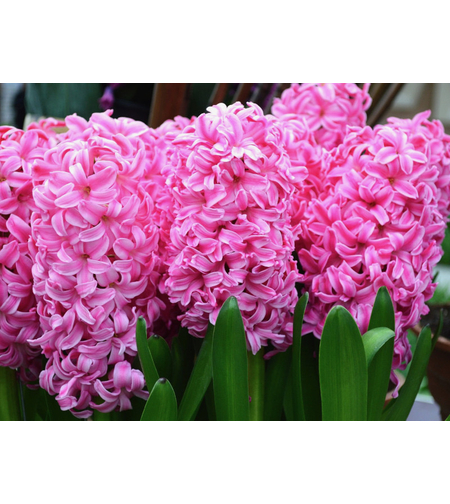 Зюмбюл Pink Pearl в саксия - единичен