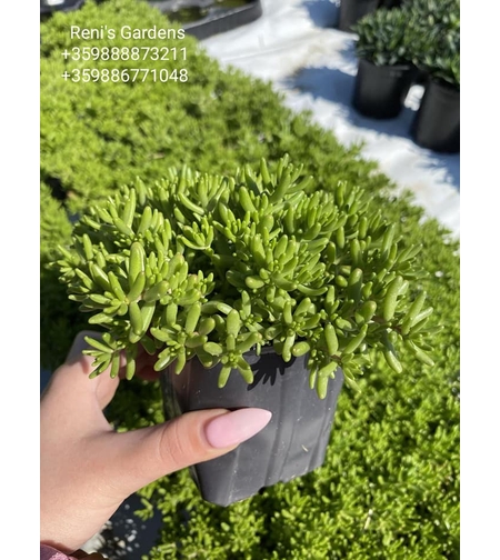 Седум коралов килим (Sedum album Coral Carpet)