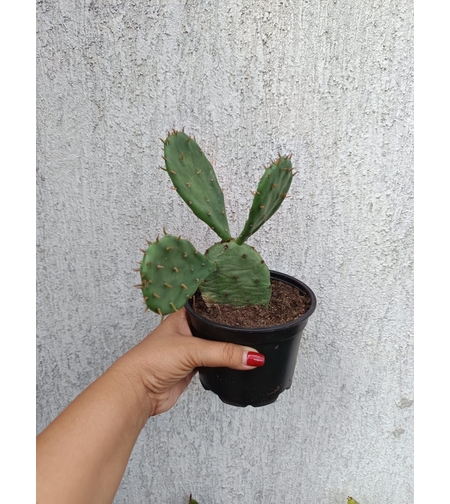 Опунция (Opuntia) - голяма