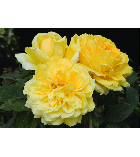 GINA LOLLOBRIGIDA® Meilivar