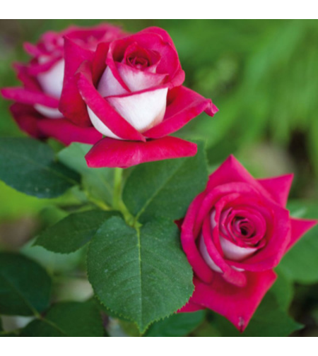 Monica Bellucci® Meimonkeur