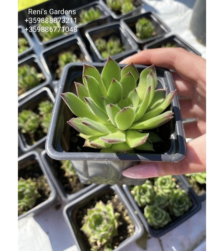 Семпервивум Рейнхард (Sempervivum Reinhard)