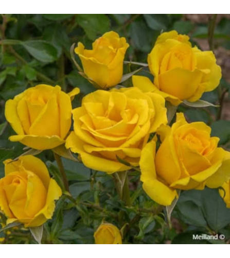 RAYON DE SOLEIL® (Golden Bonica®) Meianycid