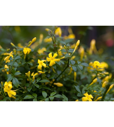Храстовиден жасмин (Jasminum fruticans)
