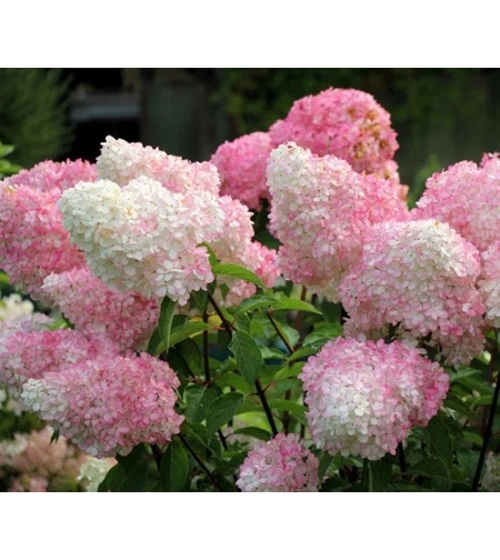 Hydrangea paniculata 'Vanille Fraise' - Хортензия метличеста „Vanille Fraise“