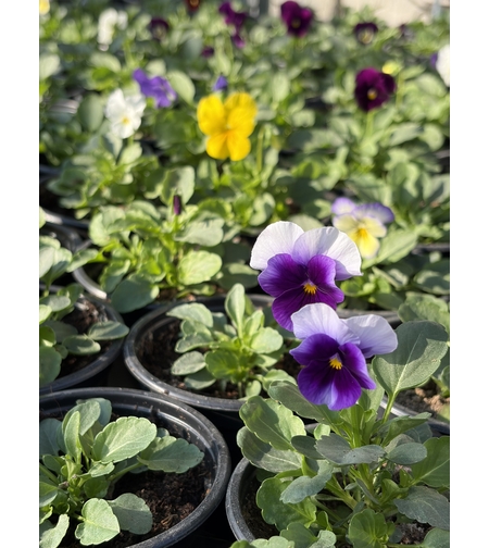 Мини теменужки микс (Viola Superba Mini)