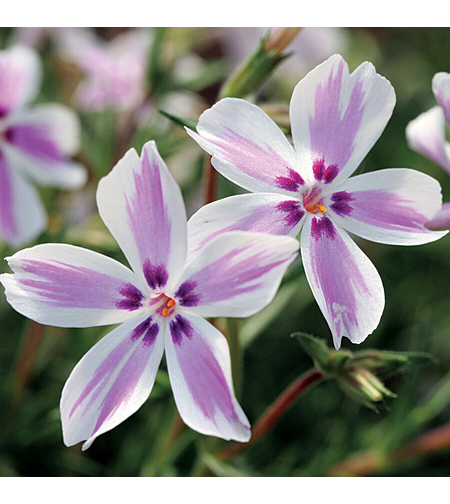 Алпийски флокс (Phlox subulata 'Candy stripe')