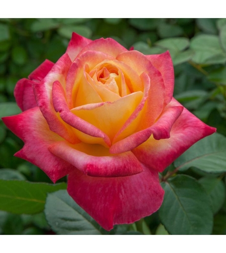 Oriental PEACE® Baipeace