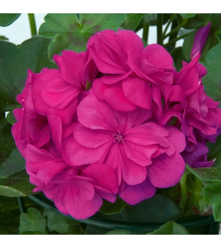 Кичесто сакъзче - Royal Violet