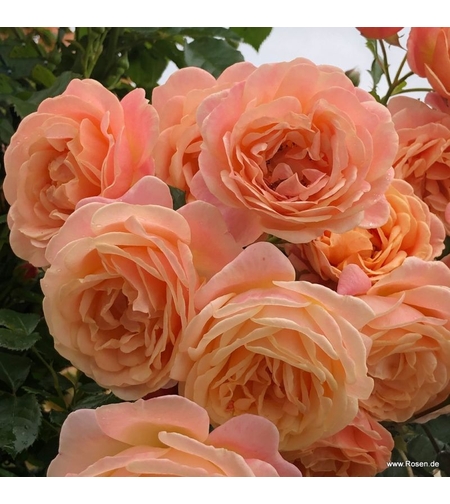 Peach Melba® - предварителна поръчка