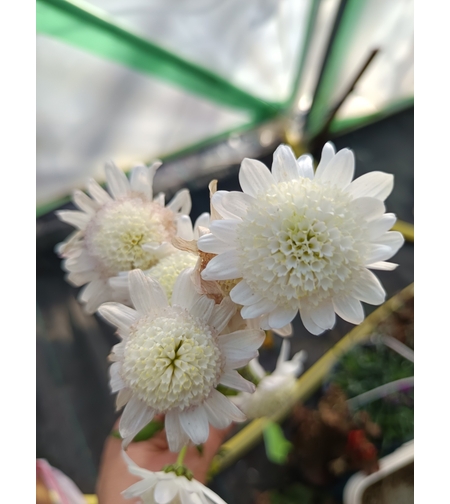 Високостеблена хризантема Edelweiss