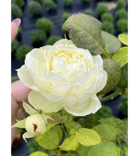 Щамбова роза - бяло-зелена