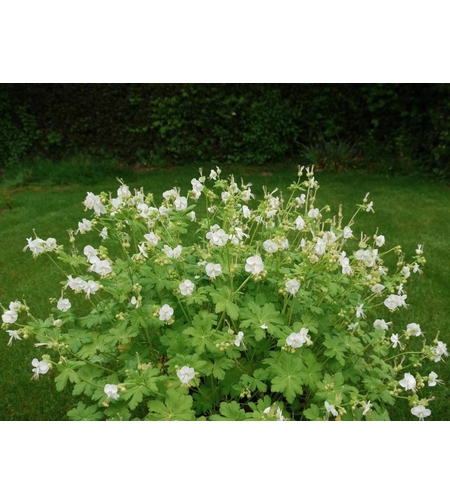 Бял здравец (Geranium)