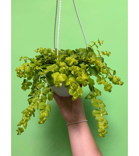 Lysimachia nummularia ‘Goldilocks’ (Лизимахия) в кошници